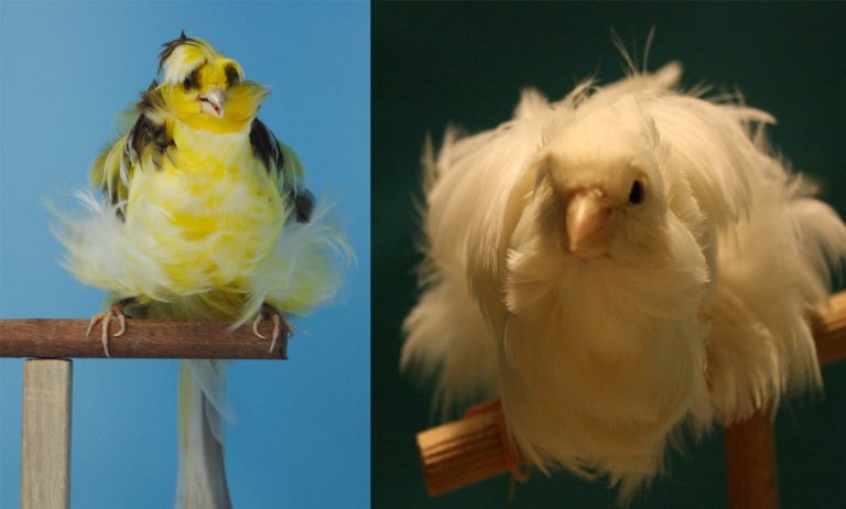 Canarios, las mascotas exóticas por excelencia