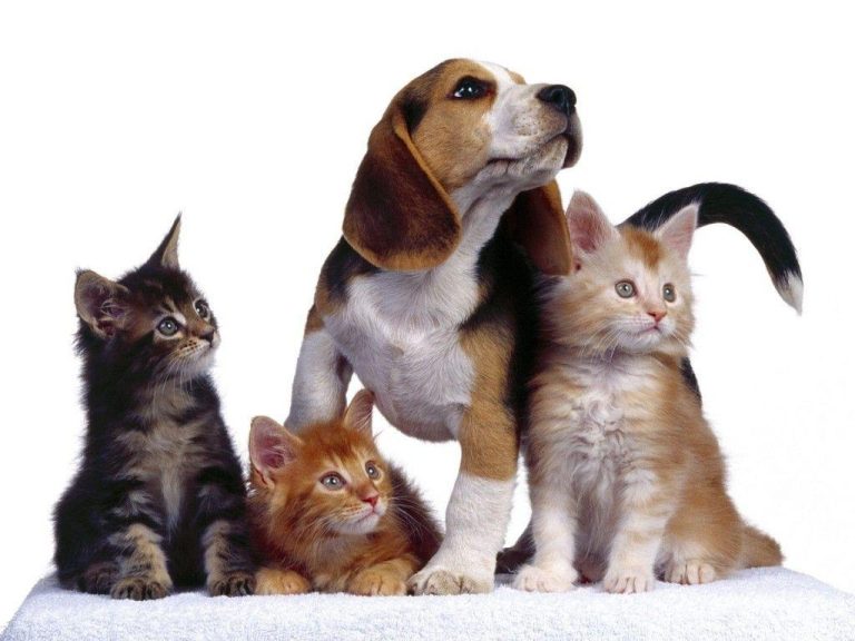 #Mascotas: Castrar o esterilizar?