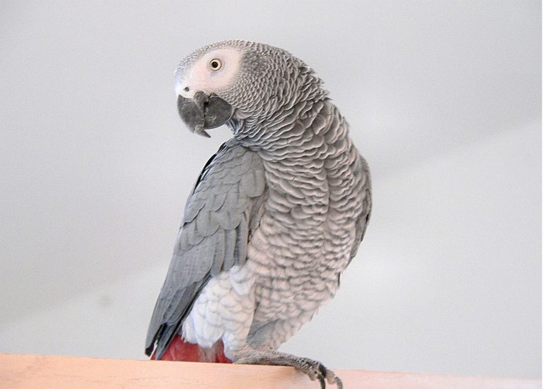 Loro californiano desaparecido 4 años regresa hablando español