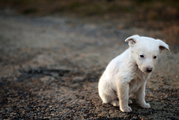 El abandono de animales aumenta en vacaciones 