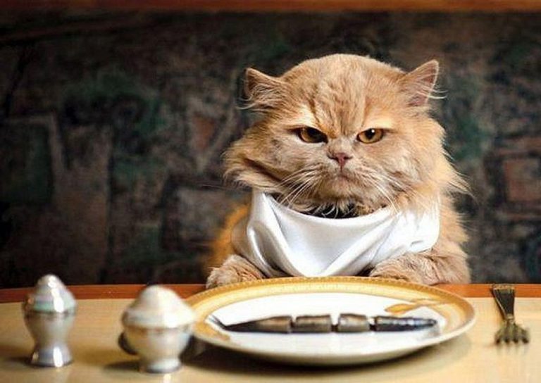 Sabía usted que… el atún para humanos es dañino para los gatos