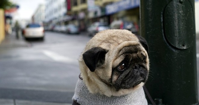 Robo de mascotas, un delito que podemos evitar