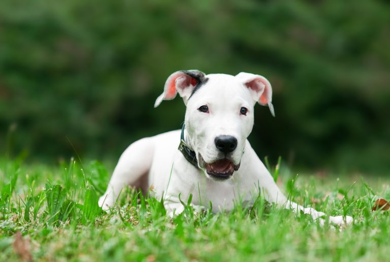 Las mascotas también pueden sufrir cáncer a la piel