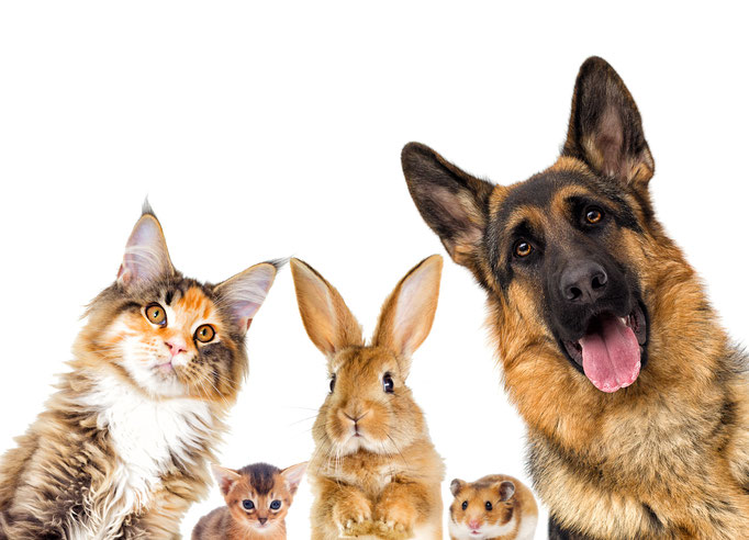 La importancia de la “tenencia responsable” de todas las mascotas