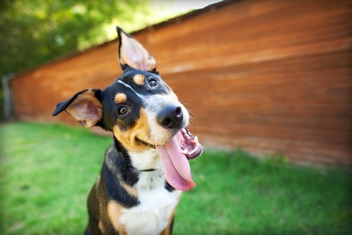 Cómo entender la mente de un perro y así lograr que te obedezca