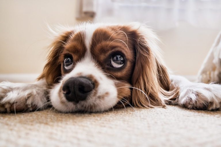 Ojo con los ojos de su mascota