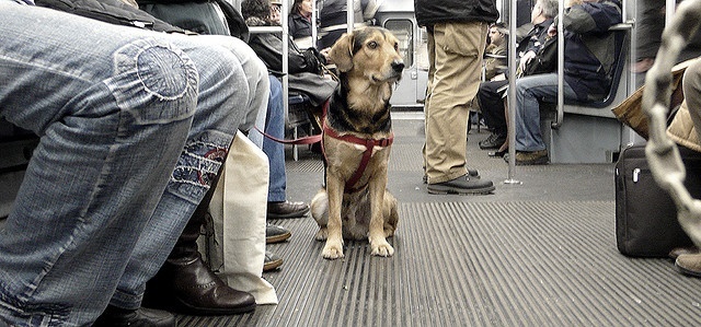 Cómo debo trasladar a mi mascota si viajo en transporte público?