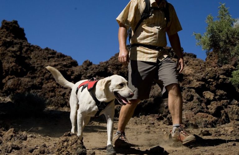 Senderismo con perros: tips para no poner en riesgo la vida de nuestras mascotas