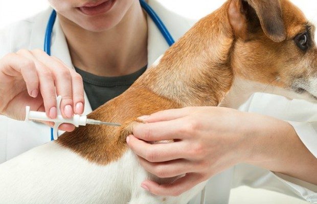 Evite el robo y/o extravío de la mascota, póngale el microchip