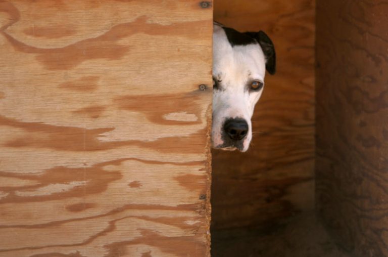 ¿Porqué las mascotas predicen los temblores?