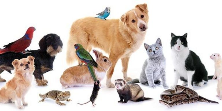 Bienestar en animales de compañía