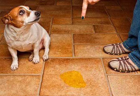 Tips… cómo lograr que mi mascota no se orine en casa