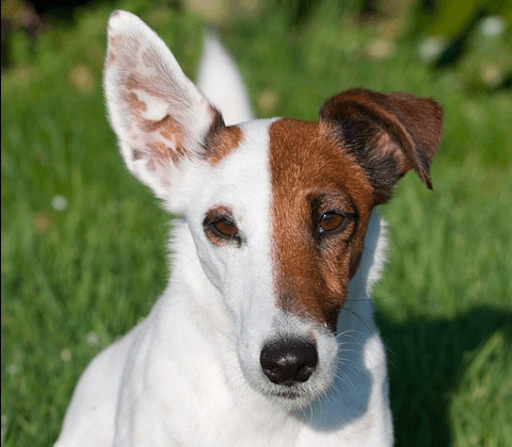 Del Fox al American Rat: lo nuevo en terrier
