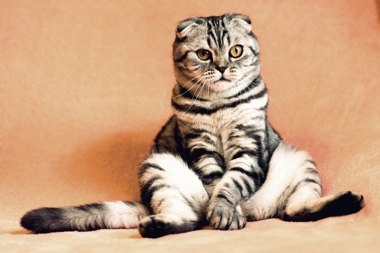 Felinos domesticados… la historia