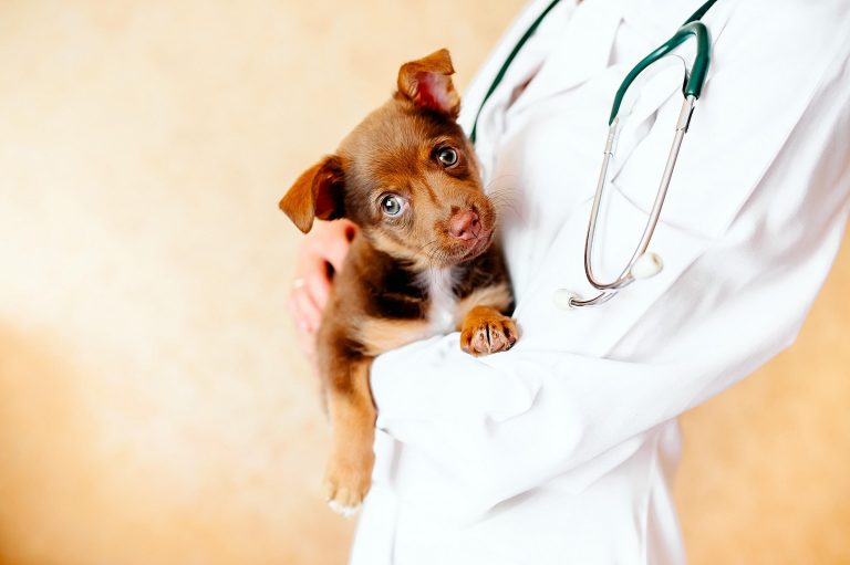 La efectividad del marketing veterinario