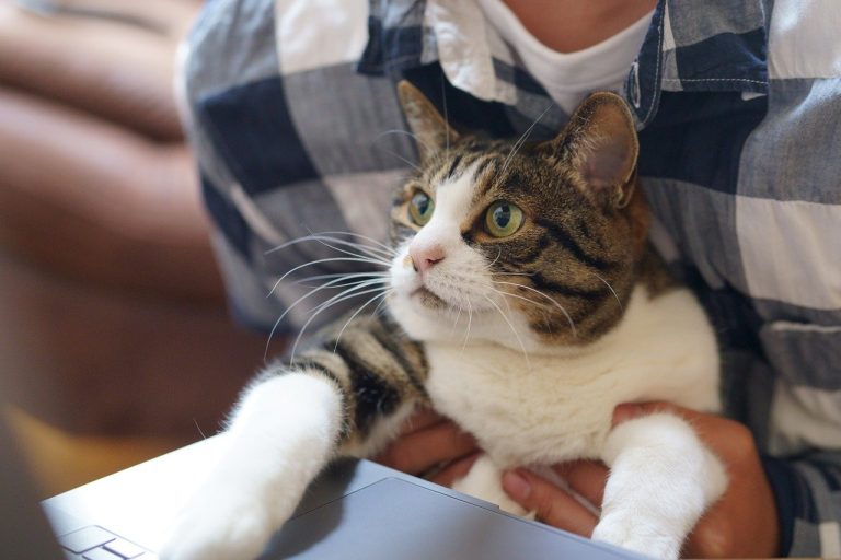 PetFriendly; la nueva tendencia de emprendedores exitosos