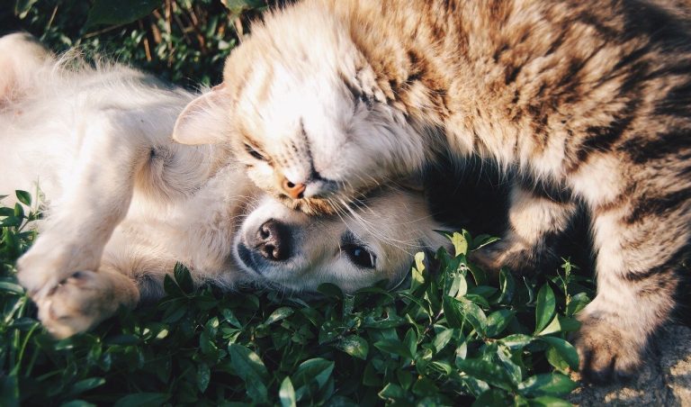 Castrar v/s Esterilizar ¿cuál es la mejor opción?