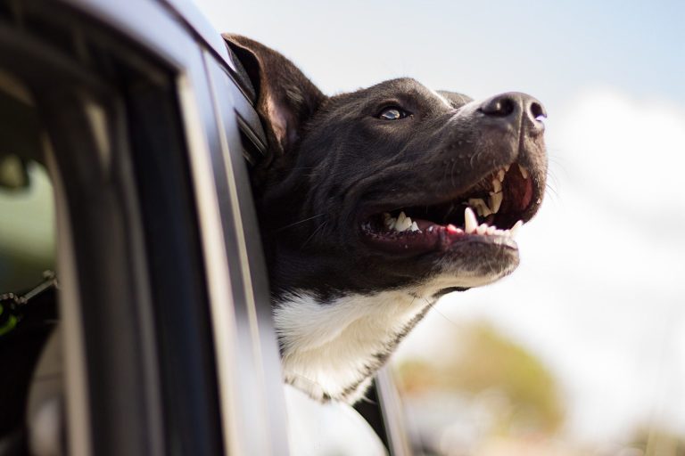 ¿Cómo poner en forma a su perro?