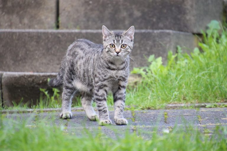 Más Allá del Cariño: Cómo la Ciencia Respalda el Bienestar Animal