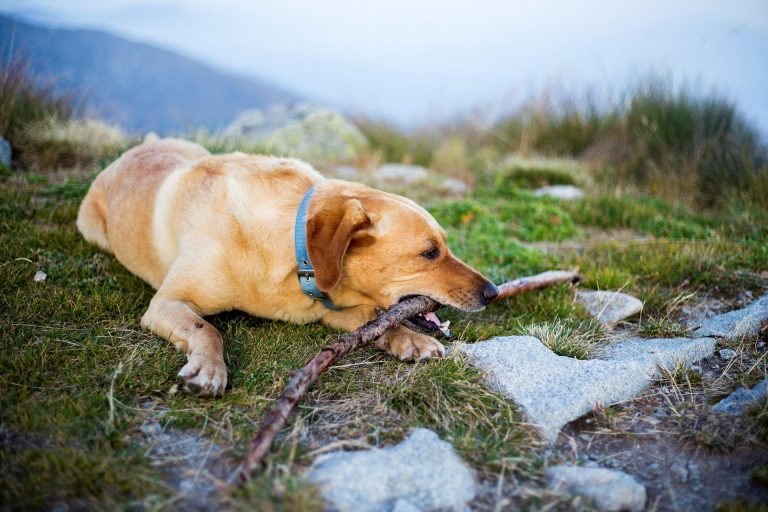 ¿Por Qué el Bienestar Animal Es la Clave para una Vida Armoniosa?